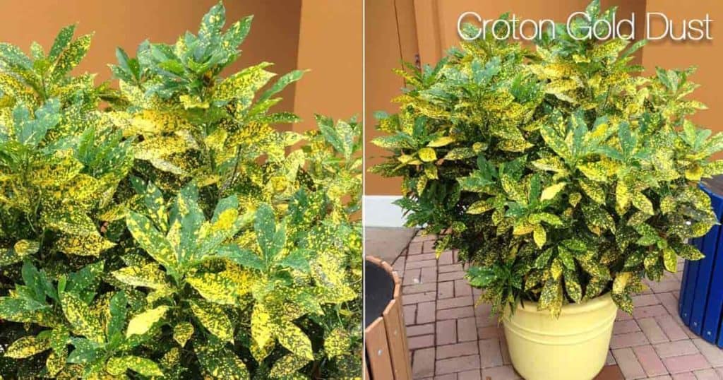 Gullstøv Croton Care: Hvordan dyrke Codiaeum Variegatum