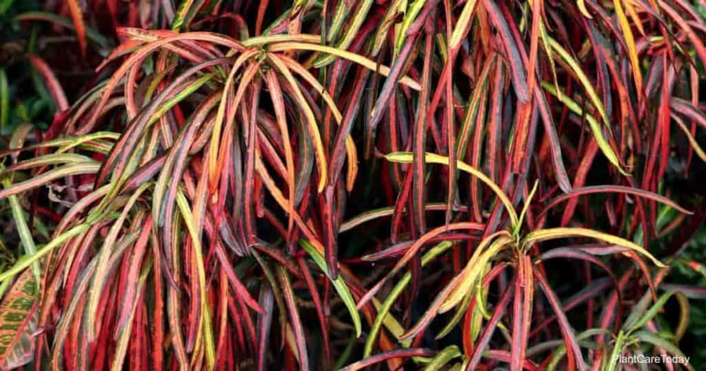 Tynt, fargerikt bånd som strimler som blader fra Croton Zanzibar-planten