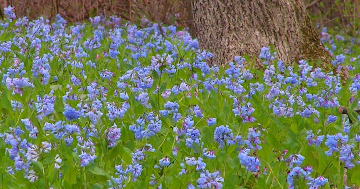 Virginia bluebells in flower