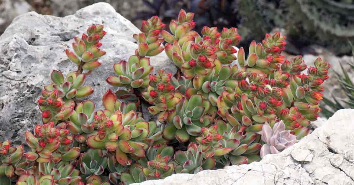 Plysj plante echeveria vokser utendørs i steinhage