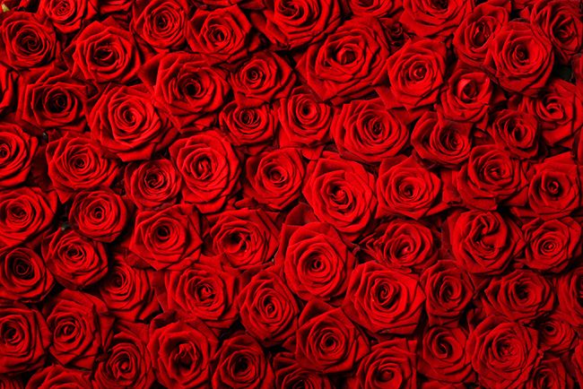 kjøp-valentiner-roser