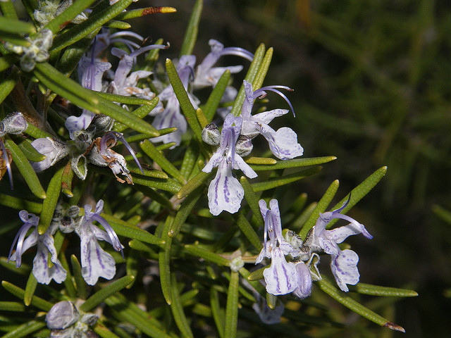 rosmarin-aromatiske planter