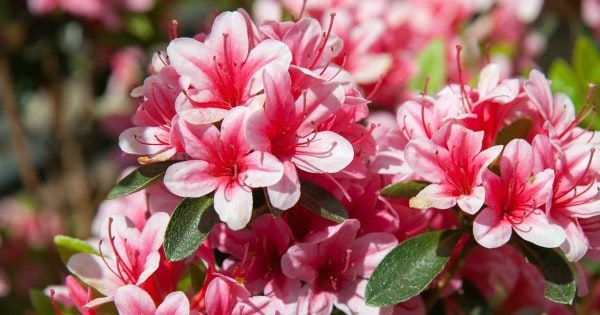 flowering azalea bush