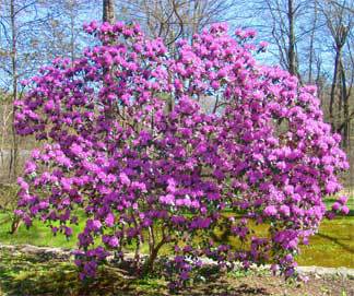 purple blooms on an Azalea bush