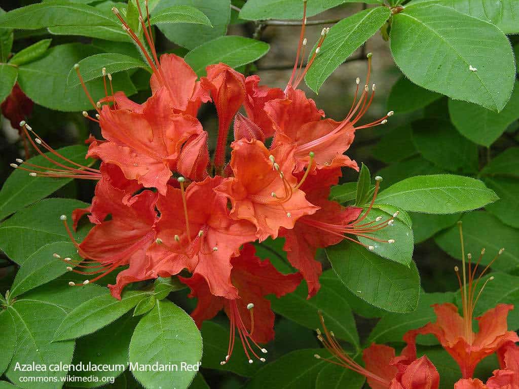 flowering flame azalea - calendulaceum Mandarin Red