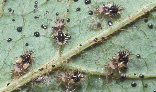 Azalea lace bugs