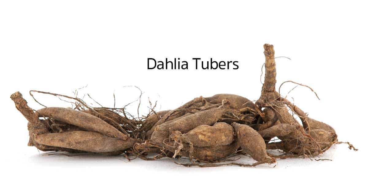 dahlia-tubers-10312015