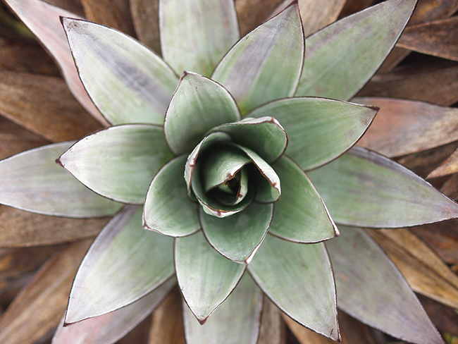 Til tross for at de er en veldig bred botanisk familie, har Bromeliads to vanlige bekymringer: lys og fuktighet.  Bilde: Commons Wikipedia