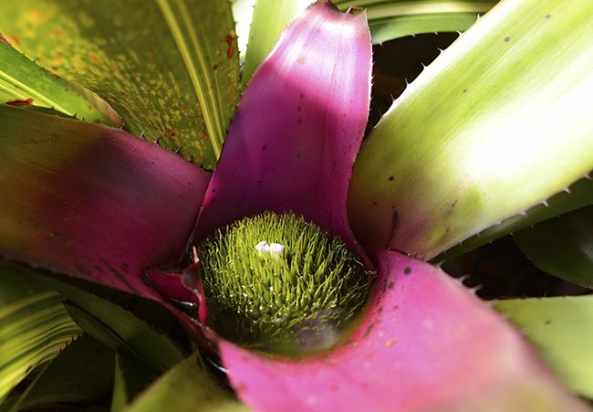 Bromeliad blomster vokser innenfor sine fargede skott