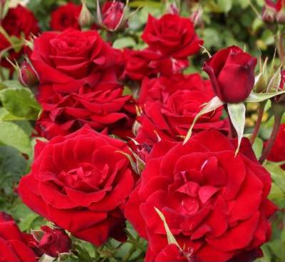Floribunda rosebusk, en av de typene roser å plante