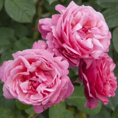 Rosal grandiflora, en av de typer roser å plante