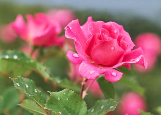 Moderne rose, en av typene roser å plante