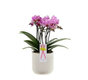 Phalaenopsis orkide i bukett
