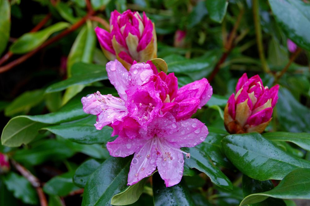 Busker til hagen: Rhododendron