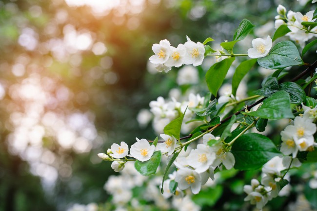 Oloroso Jasmine, duftende plante for hagen