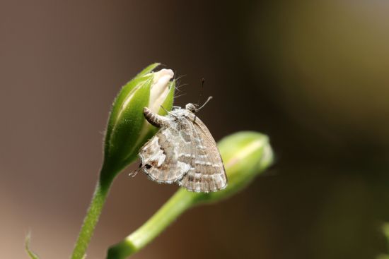 Geraniumbor eller sommerfugl