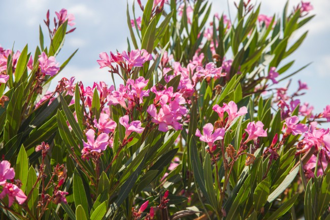 Oleander, flerårig plante til hagen om vinteren