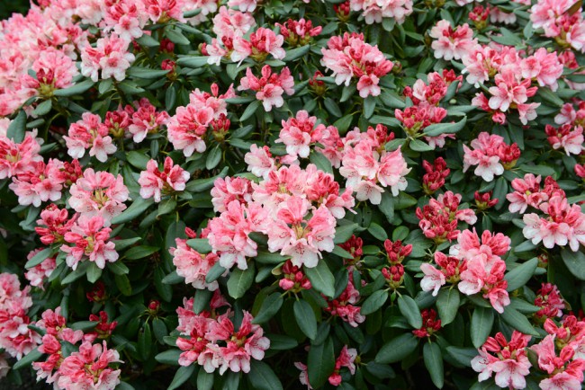 Rhododendron, flerårig plante til hagen om vinteren