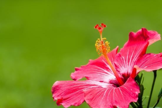 Vanning, en av de viktigste hibiskuspleiene