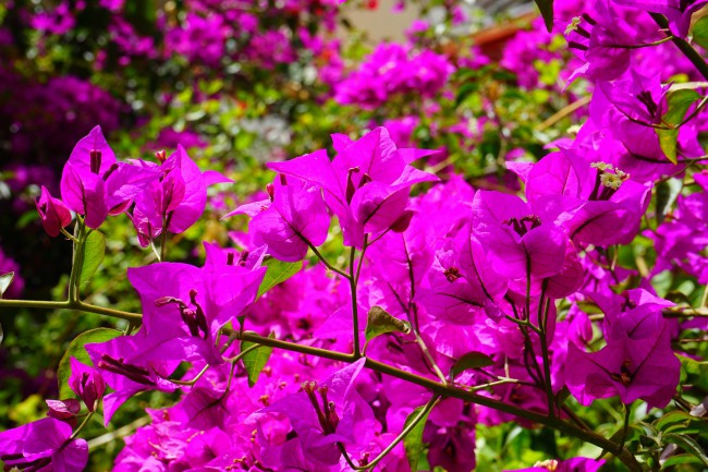 Planter til hagen: Bougainvillea