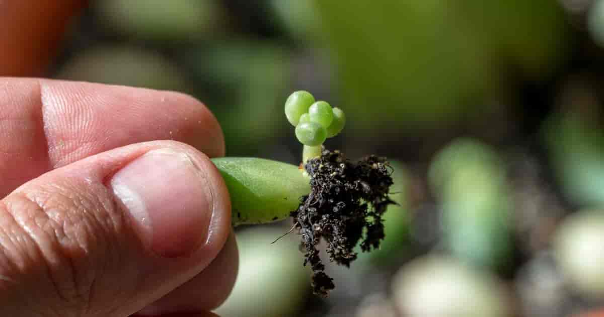 rotte pachyphytum blader