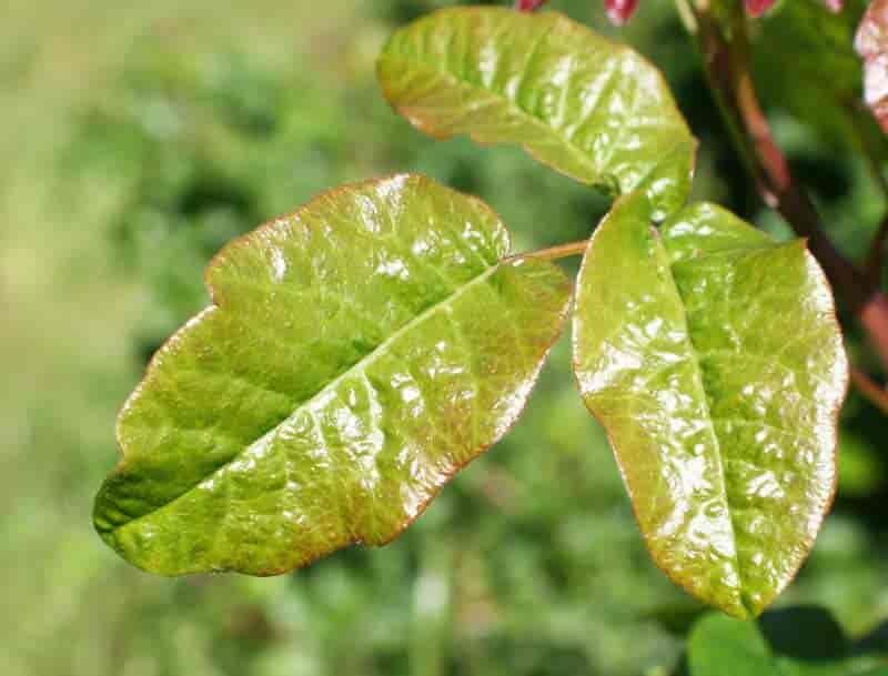 Shiny leaf of the poison oak