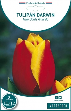 Darwin tulipan, en av pærene som skal plantes i oktober