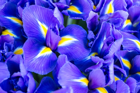 Iris i blomst
