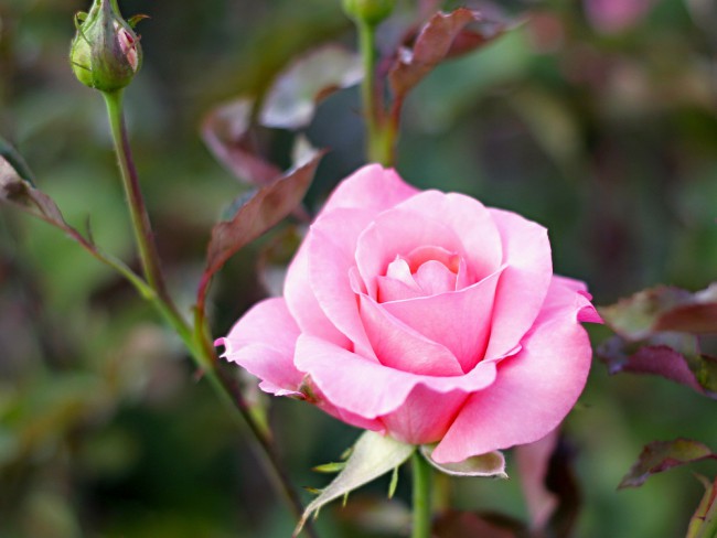 Rose bush care: beskjær suckers og unngå skadedyr