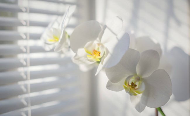 Orkidépleie om vinteren