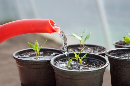Gjenopprett en plante med overflødig vann trinnvis