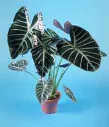 alocasia-plant-2