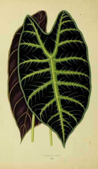 Alocasia Lowii from New and Rare Plants 1870