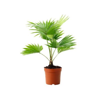 Hva er omsorgen for livistona rotundifolia