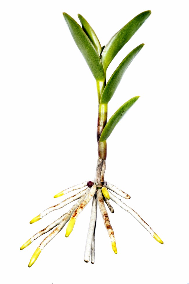 Når det gjelder orkideer fra familiene Dendrobium og Epidendrum, er generasjonen av keikier massiv og så lett å gjenkjenne
