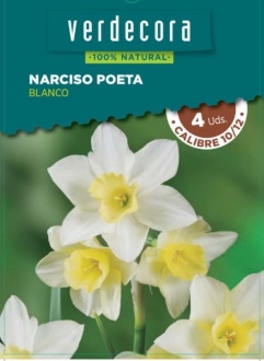 Narcissus Poeta Hagearbeider-pærer