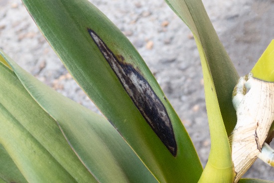 Leaf sopp, en annen av de vanligste orkide sykdommene