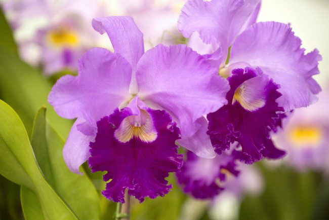 Typer orkideer: Cattleya