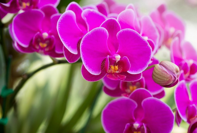 Typer orkideer: Phalaenopsis