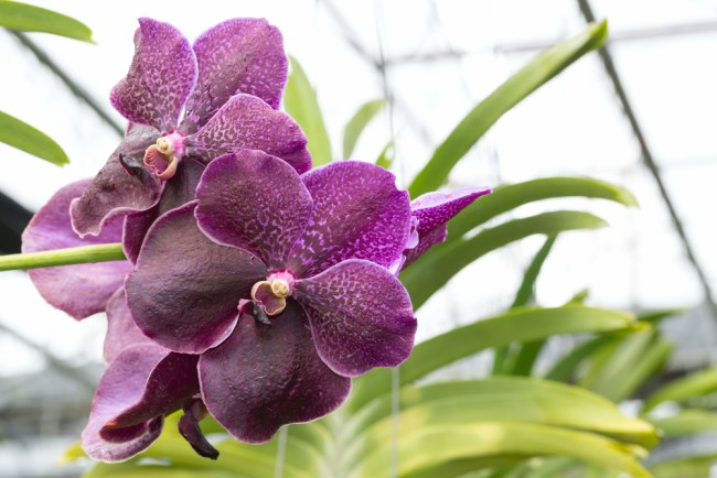 Typer orkideer: Vanda