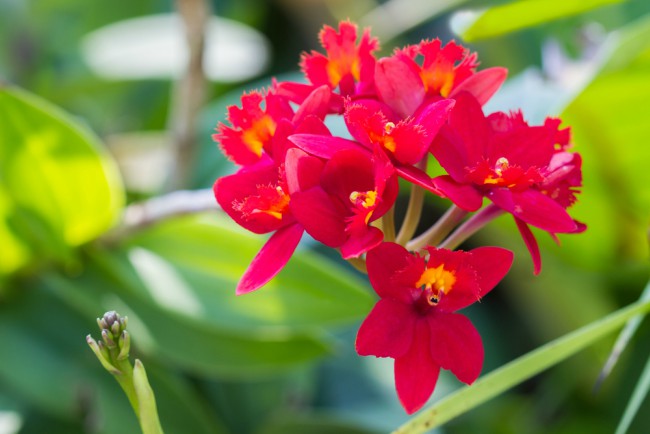 Typer orkideer: Epidendrum