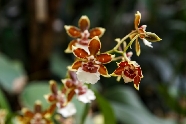 Typer orkideer: Cambria
