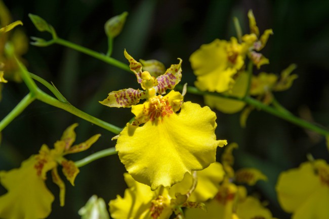 Orkidétyper: Oncidium