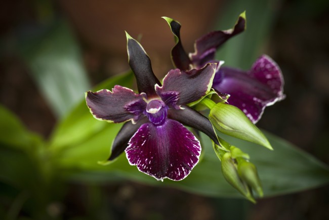 Orkideer: Zygopetalum
