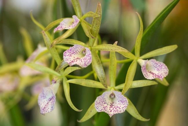 Typer orkideer: Brassia