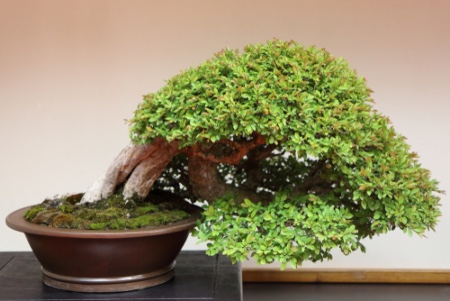 Kengai, en av typene bonsai