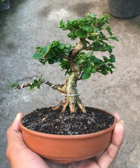Mame, en av de minste typene bonsai