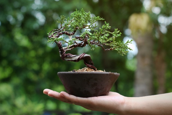 Klassifisering av de forskjellige typene bonsai