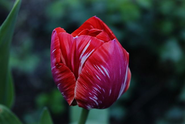 Tulipan er en av de mest populære pæreformede prydplanter som finnes