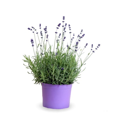 Lavendel, en av de vakreste insektavvisende plantene